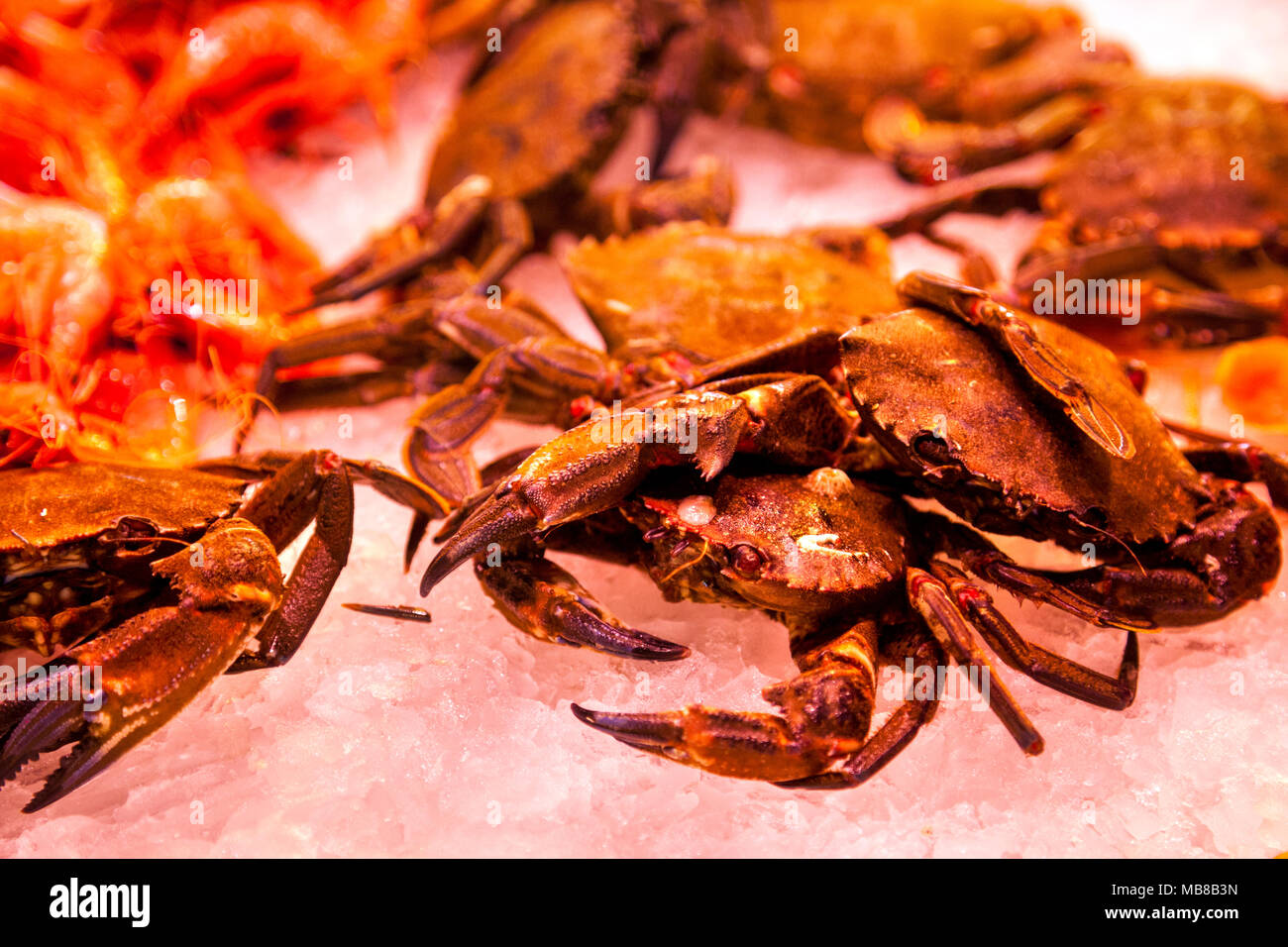 Frische Krabben auf Eis auf einem Markt (der Markt La Boqueria in Barcelona, Spanien) Stockfoto