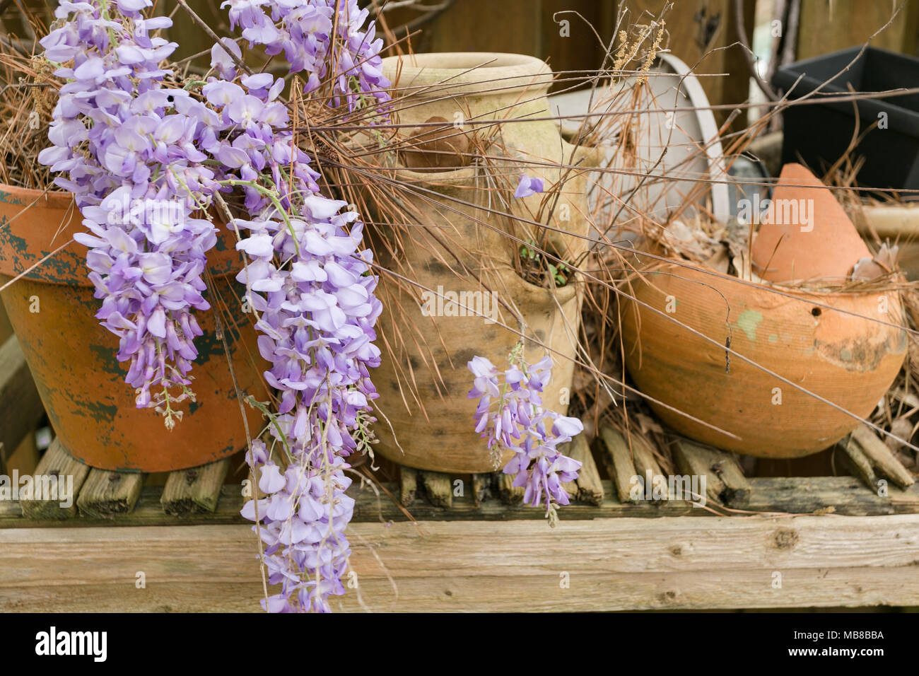 Wisteria purple flower mit Alte kaputte braun Blumentöpfe auf den Hof Stockfoto