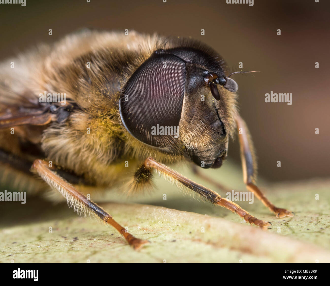 Hoverfly männlich (Eristalis pertinax) Nahaufnahme des Gesichts mit dem Compound eye detail. Tipperary, Irland Stockfoto