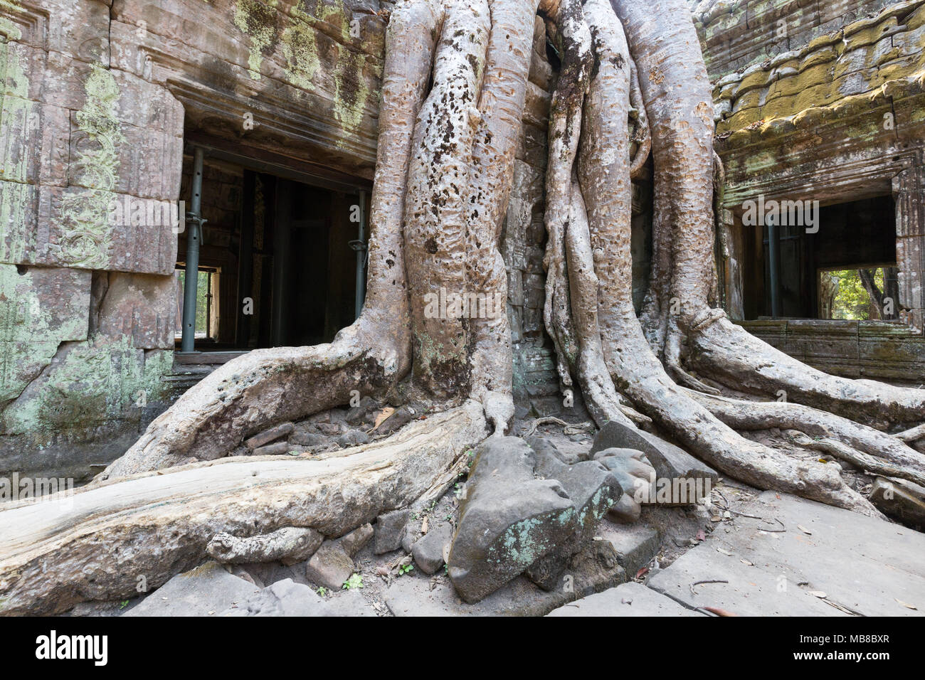 Baumwurzeln bei Ta Prohm, 12. Jahrhundert ruiniert buddhistischen Tempel, Angkor Ort, Provinz Siem Reap, Kambodscha Asien (siehe auch Bild MB 8 von 9) Stockfoto