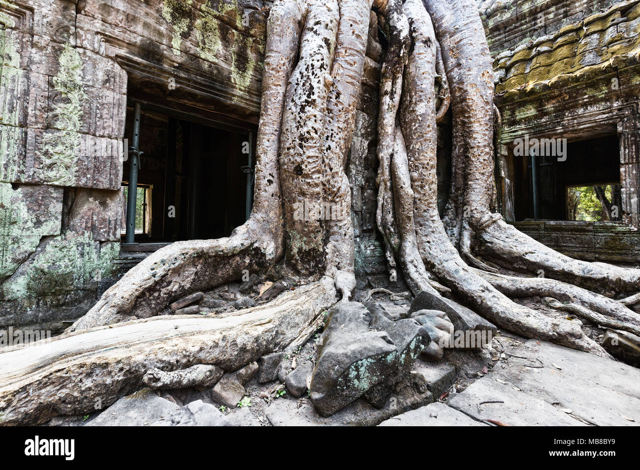 Baumwurzeln bei Ta Prohm, 12. Jahrhundert ruiniert buddhistischen Tempel, Angkor Ort, Provinz Siem Reap, Kambodscha Asien (siehe auch Bild MB8BXR) Stockfoto