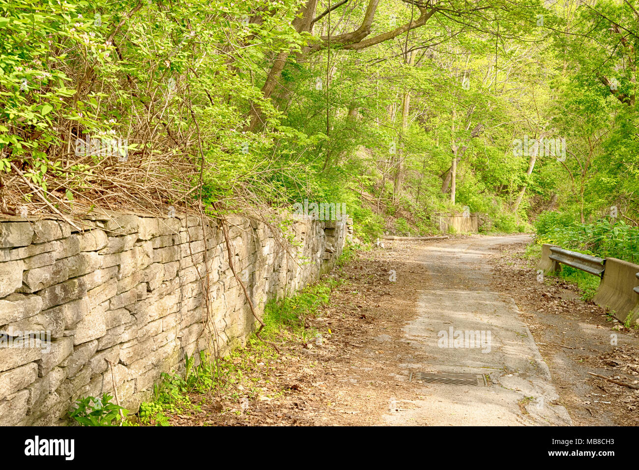 Alte Straße mit Bäumen auf beiden Seiten und einer Steinmauer. Stockfoto