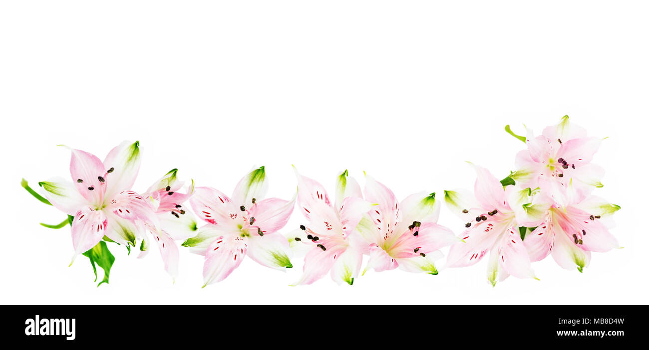 Grenze der rosa Alstroemeria Blumen auf weißem Hintergrund Stockfoto Grenze der rosa Alstroemeria Blumen auf weißem Hintergrund Stockfoto