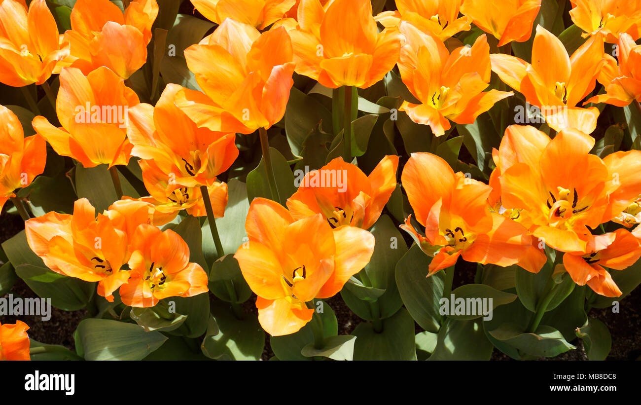 Tulpen Orange Kaiser closeup 1. Stockfoto