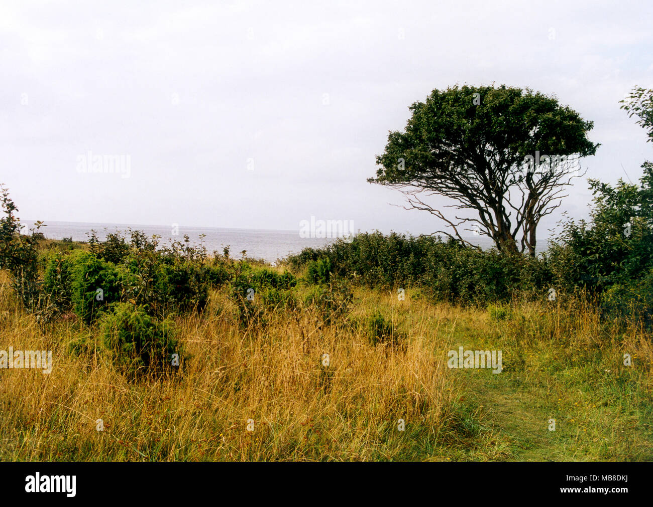 BEACH BED auf Gotland, Schweden 2009 Stockfoto