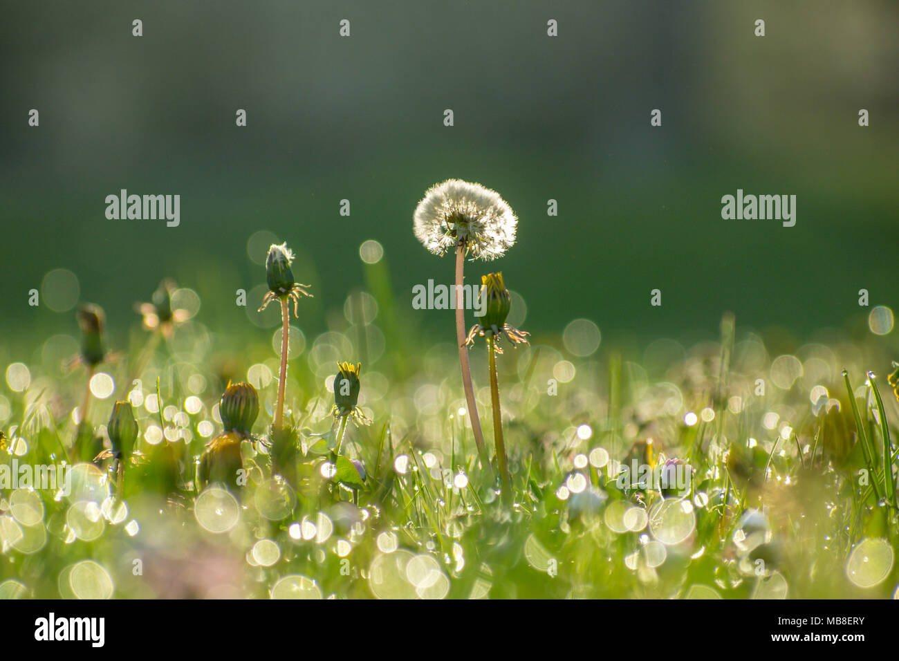 Löwenzahn auf Th Feld mit Tau im Frühjahr morgen 8 bedeckt Stockfoto