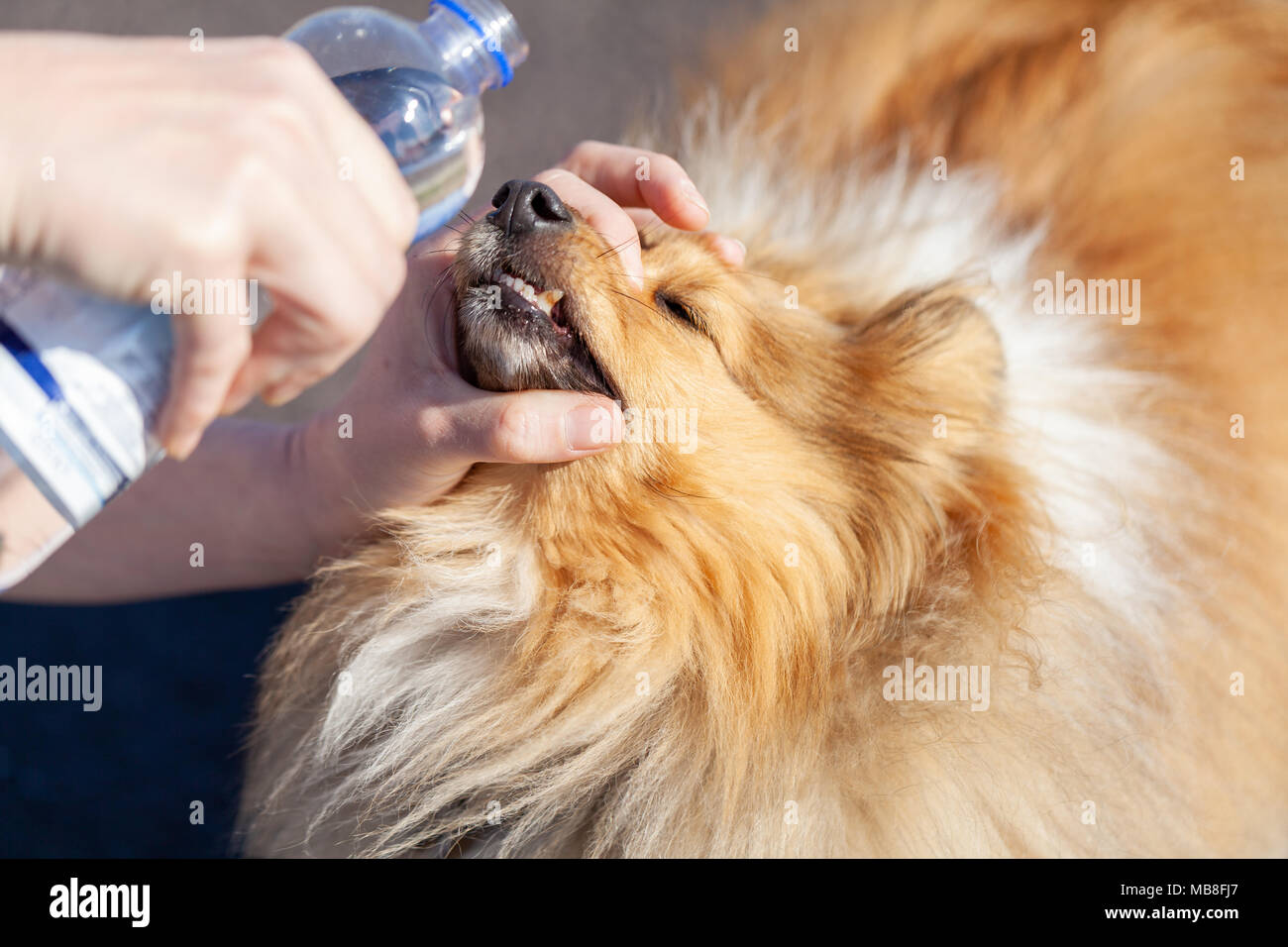 Erste Hilfe mit einer Flasche Wasser auf Hunde Augen Stockfoto