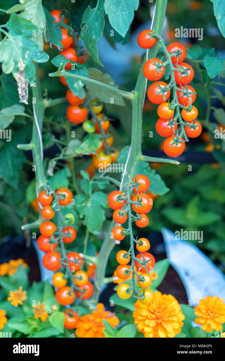 Gewächshaus tomaten niederlande Fotos und Bildmaterial in hoher
