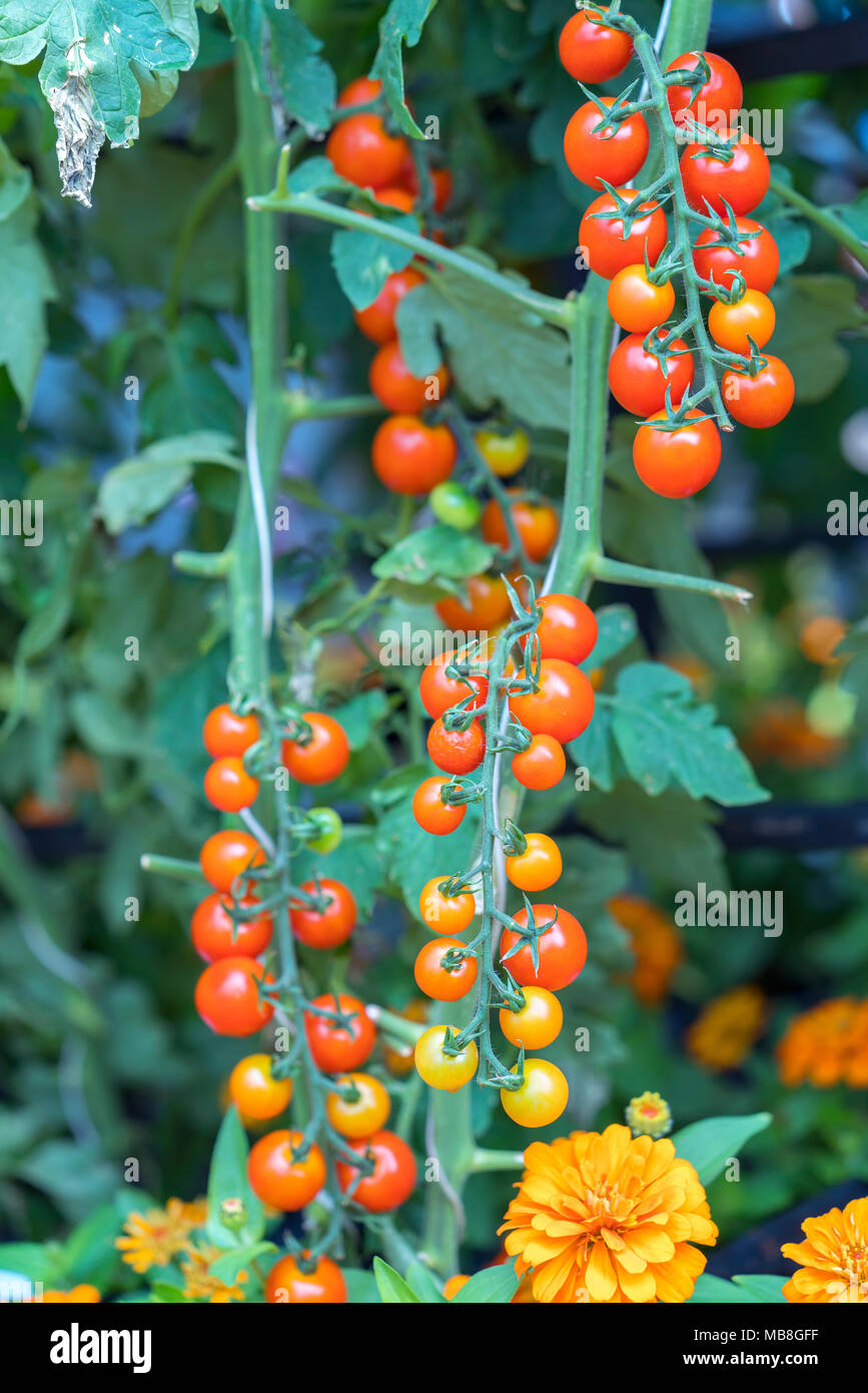 Gewächshaus tomaten niederlande Fotos und Bildmaterial in hoher
