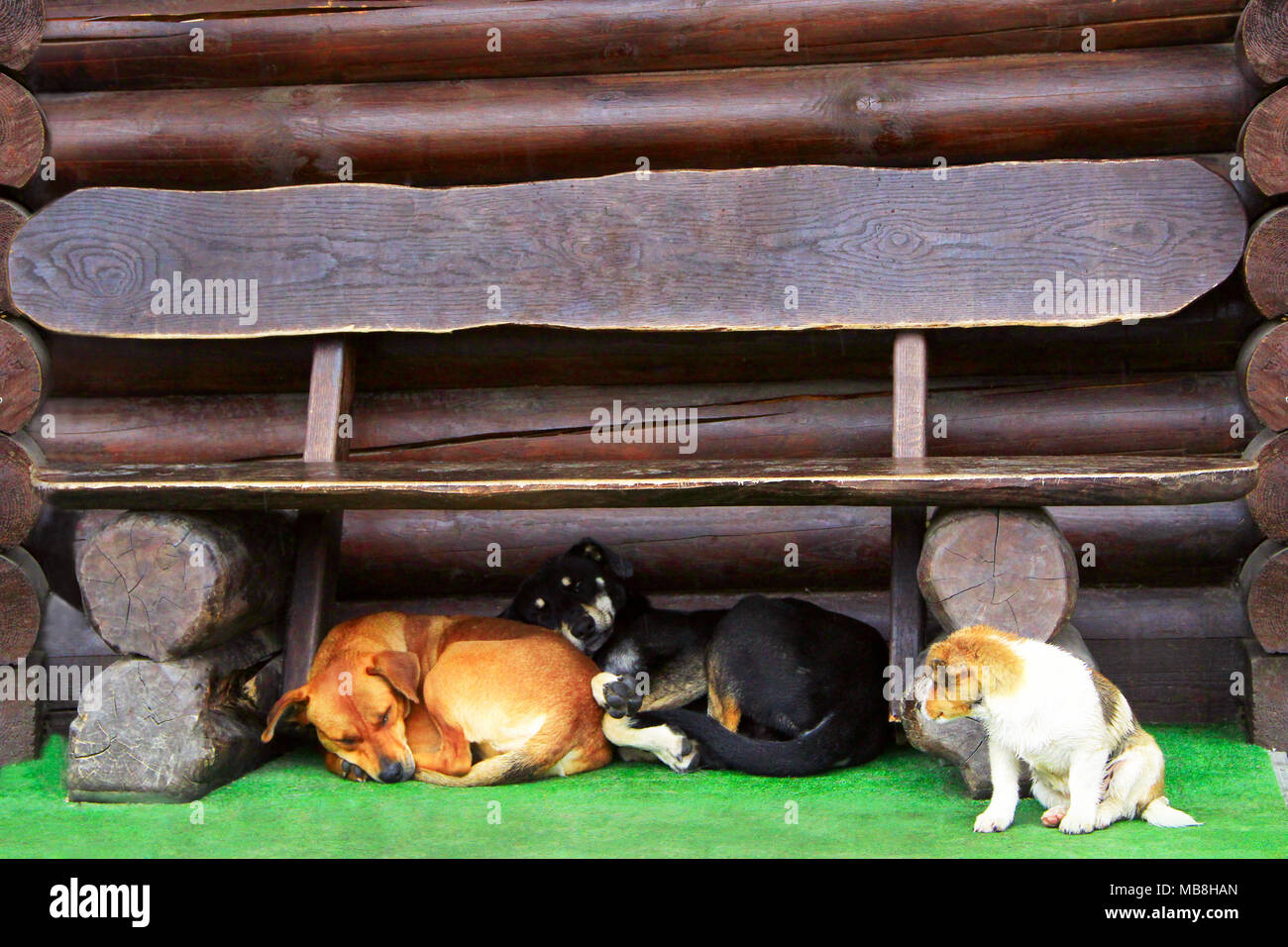 Drei Hunde unter die Bank. Lustige Hunde wohnen nebenan. Unsere