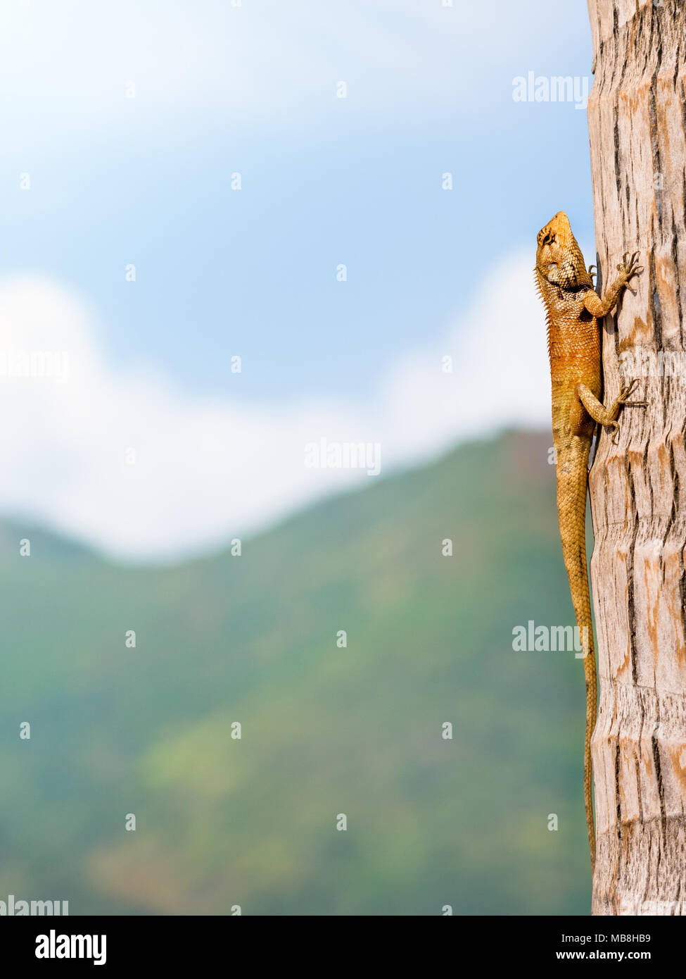 Eidechse auf einem Baum. Südostasien Stockfoto