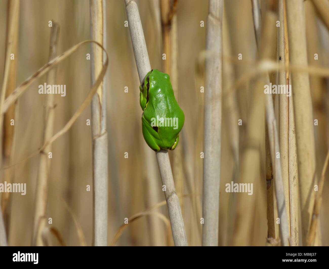 Einzelne kleine grüne Laubfrosch - Hyla arborea auf dem alten Reed Stockfoto