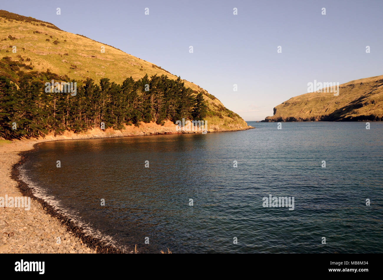 Pohatu Marine Reserve, die auf Flea Bay zentriert ist, liegt auf der SE Seite der Banks Halbinsel in der Nähe von Akaroa, South Island, Neuseeland. Stockfoto