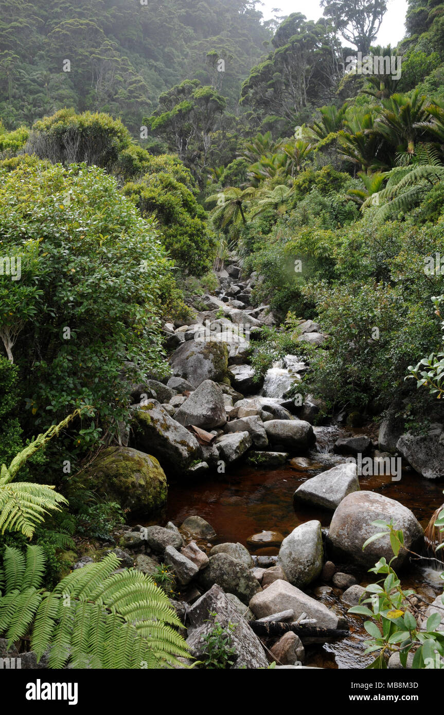 Native Bush im Oparara Basin Region an der Westküste der Südinsel Neuseeland Stockfoto