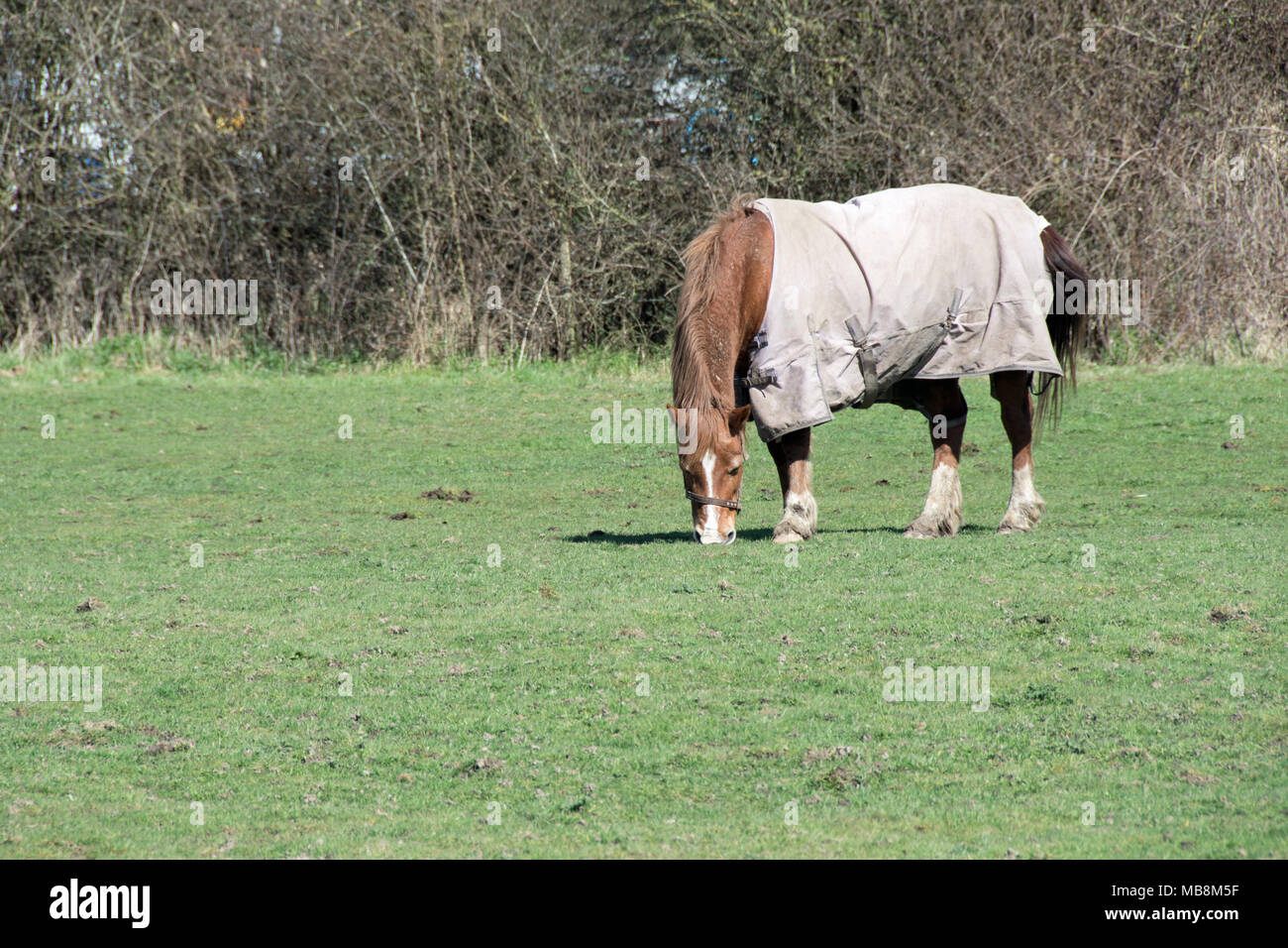 Pferde grasen in Iver Heath, Buckinghamshire. Stockfoto