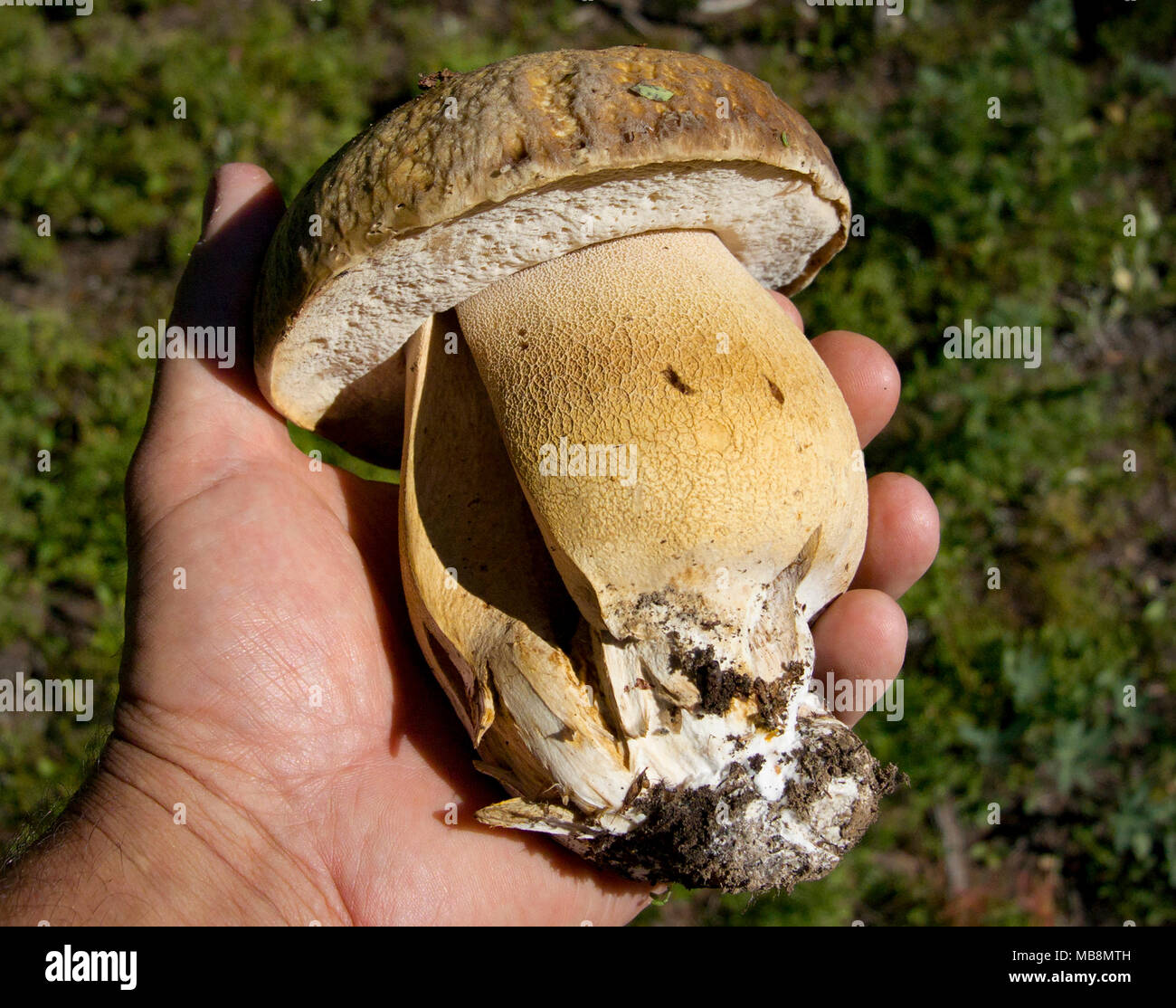 Boletus edulis Arten. Ein großes King Bolete Pilz in die Berge aus Granit County, Montana gefunden. Stockfoto