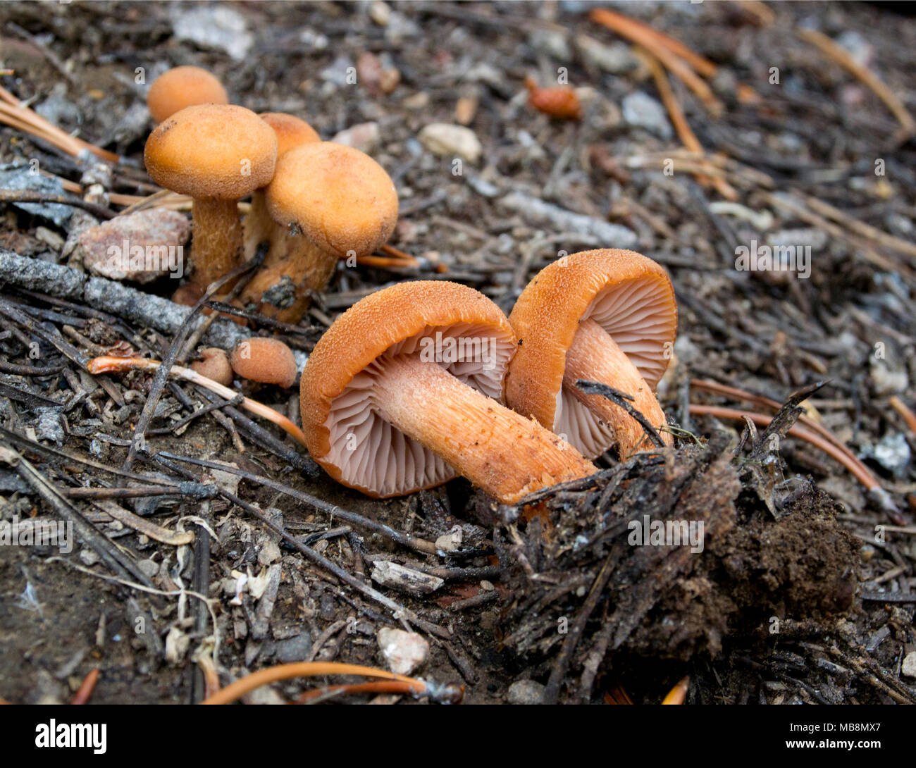 Eine kleine Gruppe von Cortinarius bolaris in die Berge aus Granit County, Montana gefunden. - Superkingdom Eukaryota; Pilze - Königreich; Dikarya - subking Stockfoto