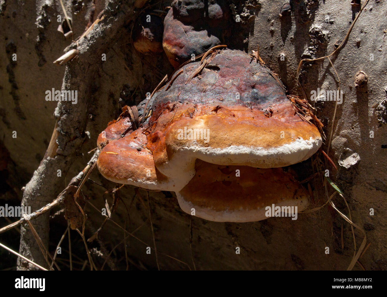 Rot Gurt Conk (Fomitopsis pinicola) Pilz wächst auf einem toten Whitebark pine Trunk, entlang der mittleren Gabel von Rock Creek, in Granit County im US-Bundesstaat Montana. Stockfoto