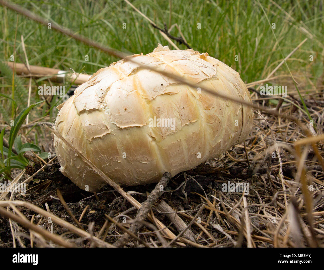 Riesensägetil. Neolentinus ponderosus. Der Pilz wurde entlang der Ross Fork von Rock Creek, in den Pintler Mountains im Westen von Montana gefunden. Stockfoto