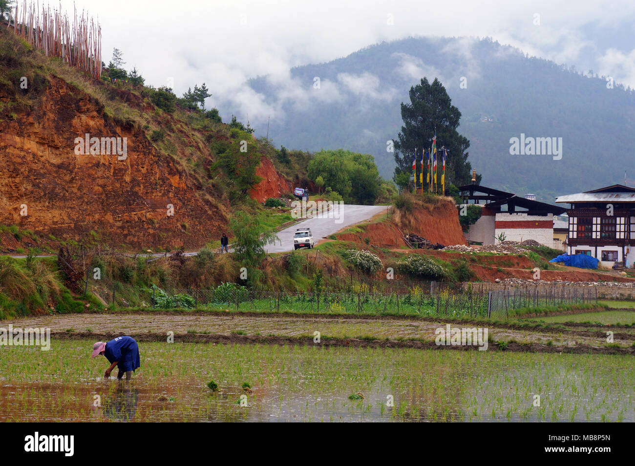 Frau, die auf einem Reisfeld in Paro, Bhutan, Reissämlinge pflanzt Stockfoto