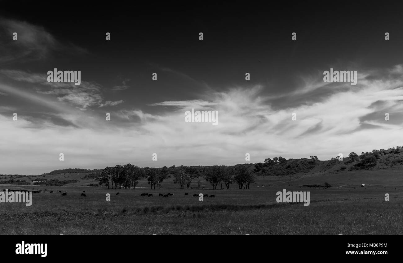 Schwarze und weiße Landschaft von Ackerland in NSW Stockfoto