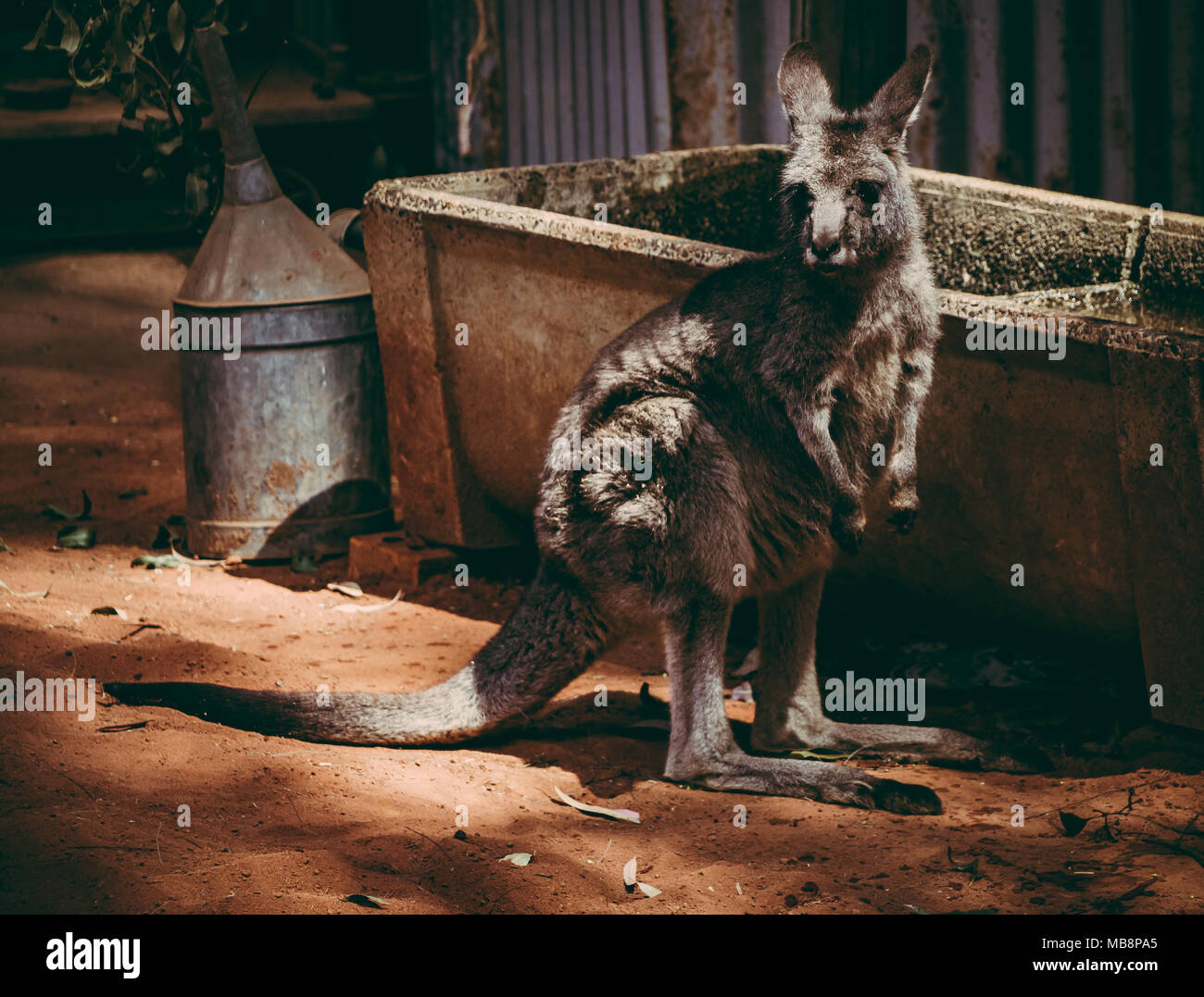Vintage Farbe, Kangaroo in einem Bauernhof Einstellung Stockfoto