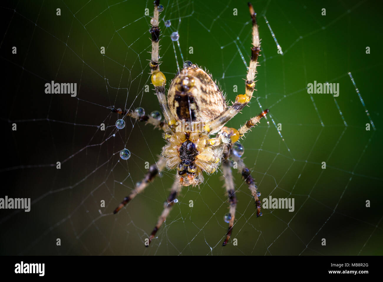 Makro-Bild von nassen gemeinsamen Garten Spinne (araneus diadematus) balanciert auf ihr Netz mit Wassertröpfchen in London, England, Großbritannien Stockfoto
