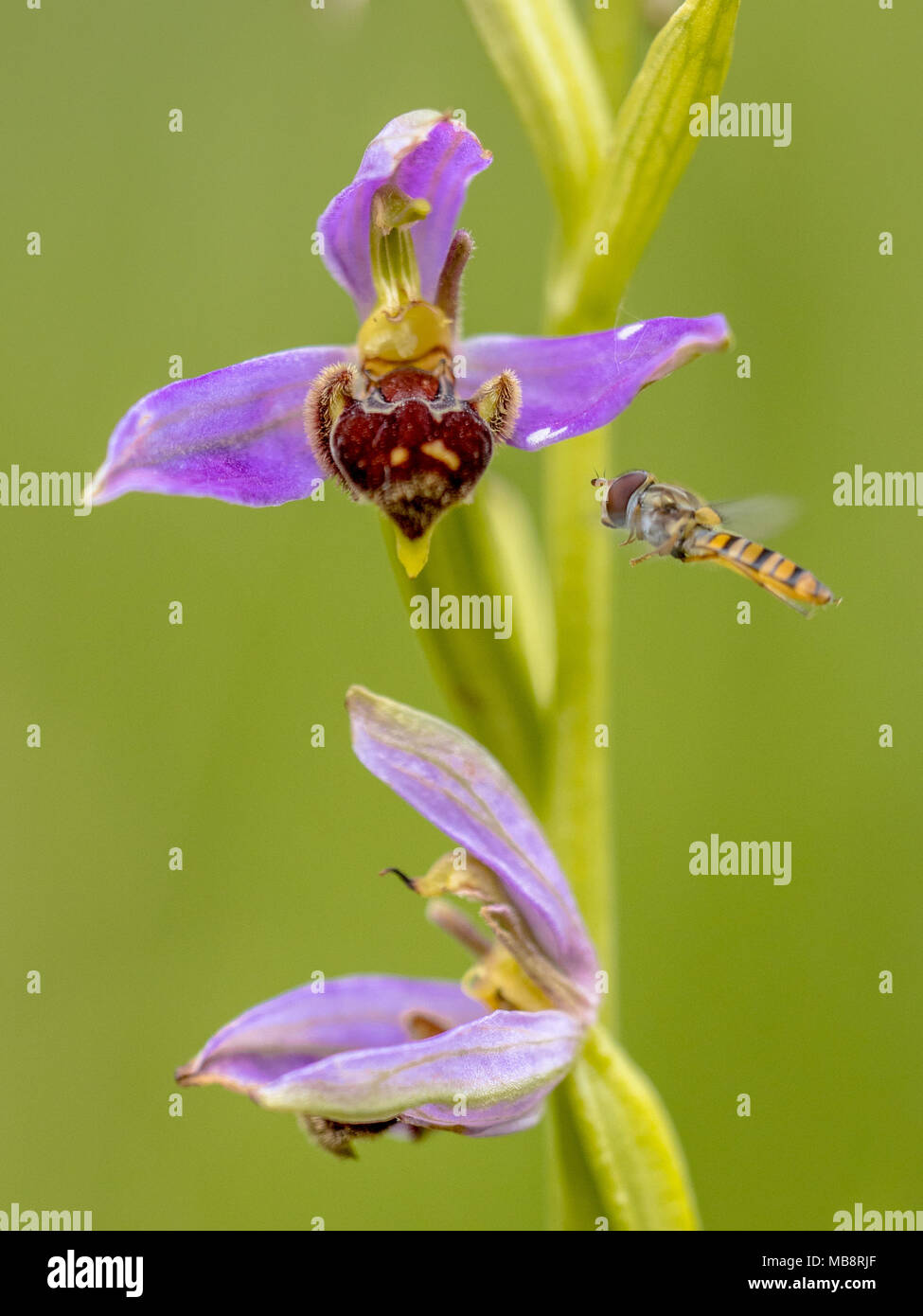 Gelbe Hoverfly in der Nähe von Bienen-ragwurz (Ophrys apifera) rosa Blüten mimicing humblebee Insekten die Blume zu polinate. Auf verschwommenes grün Hintergrund Stockfoto