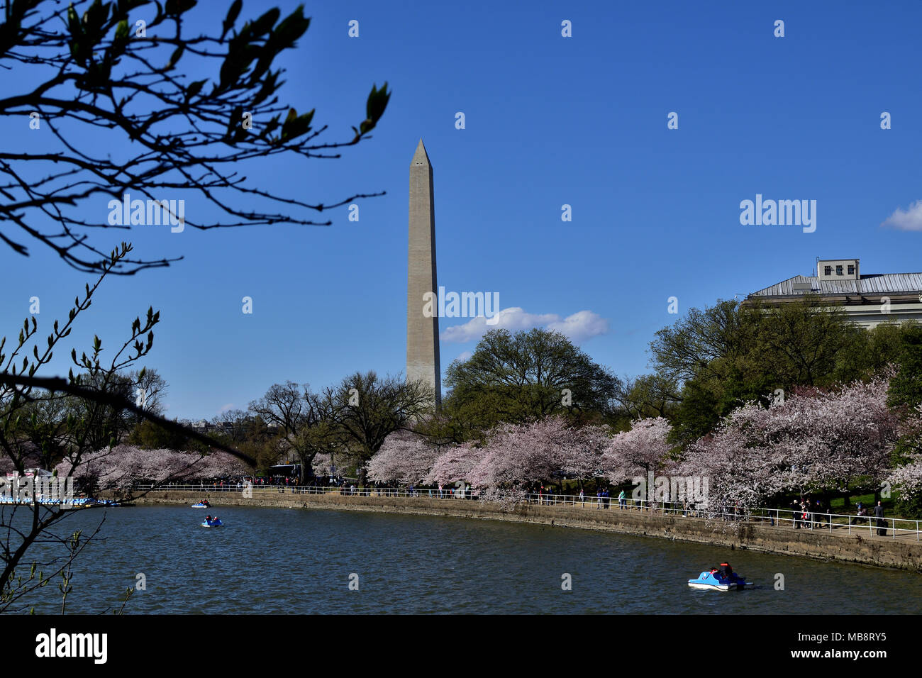 Washington Monument und Cherry Blossom Festival, Washington DC Stockfoto