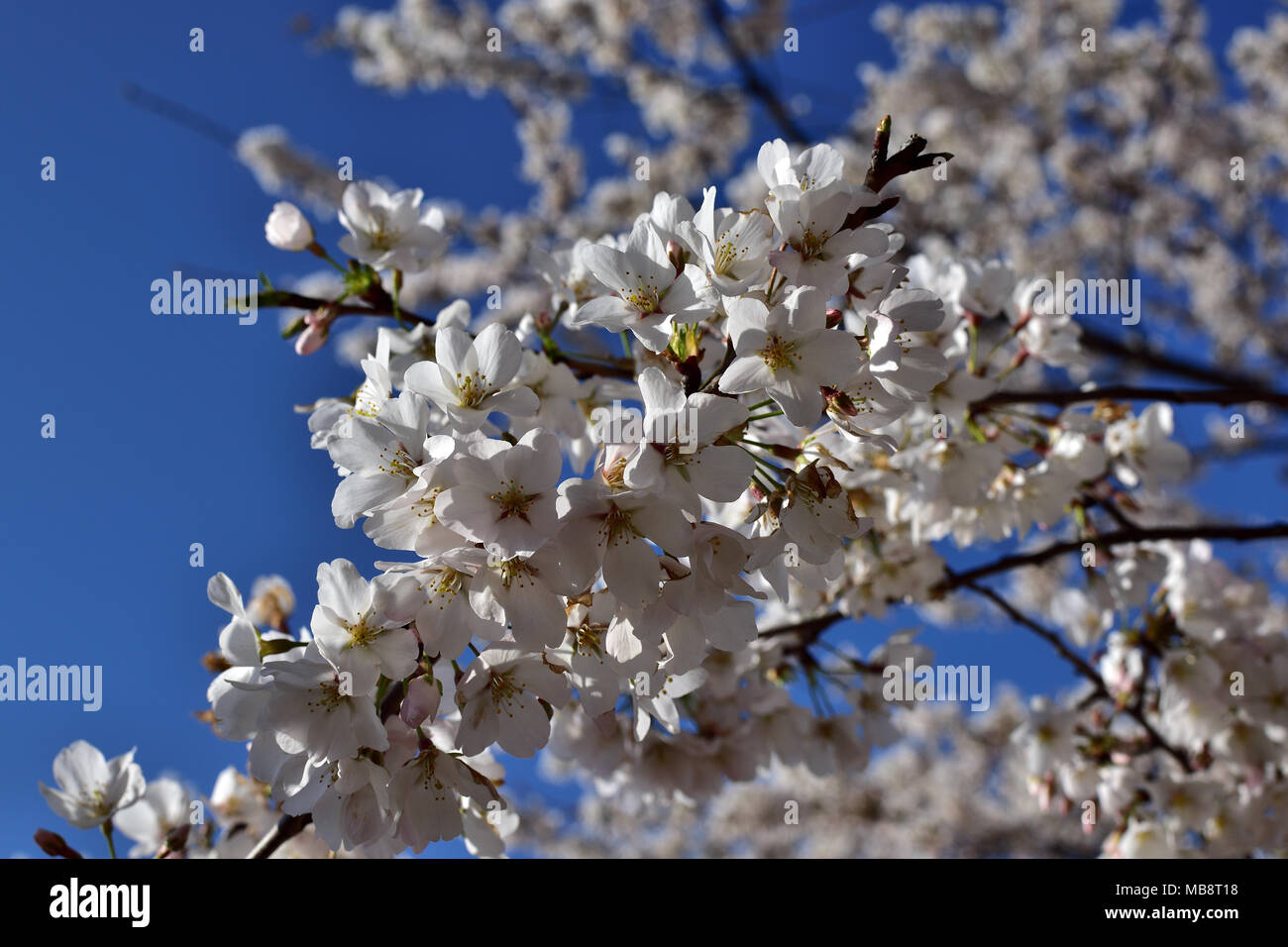 Frühling in der Luft, Cherry Blossom Festival, Washington DC Stockfoto