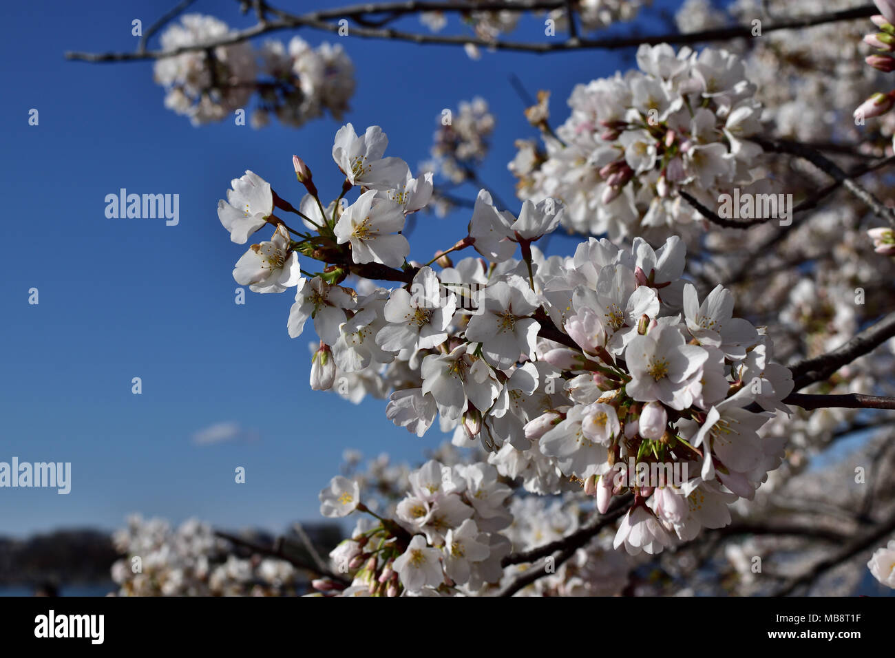 Frühling in der Luft, Cherry Blossom Festival, Washington DC Stockfoto