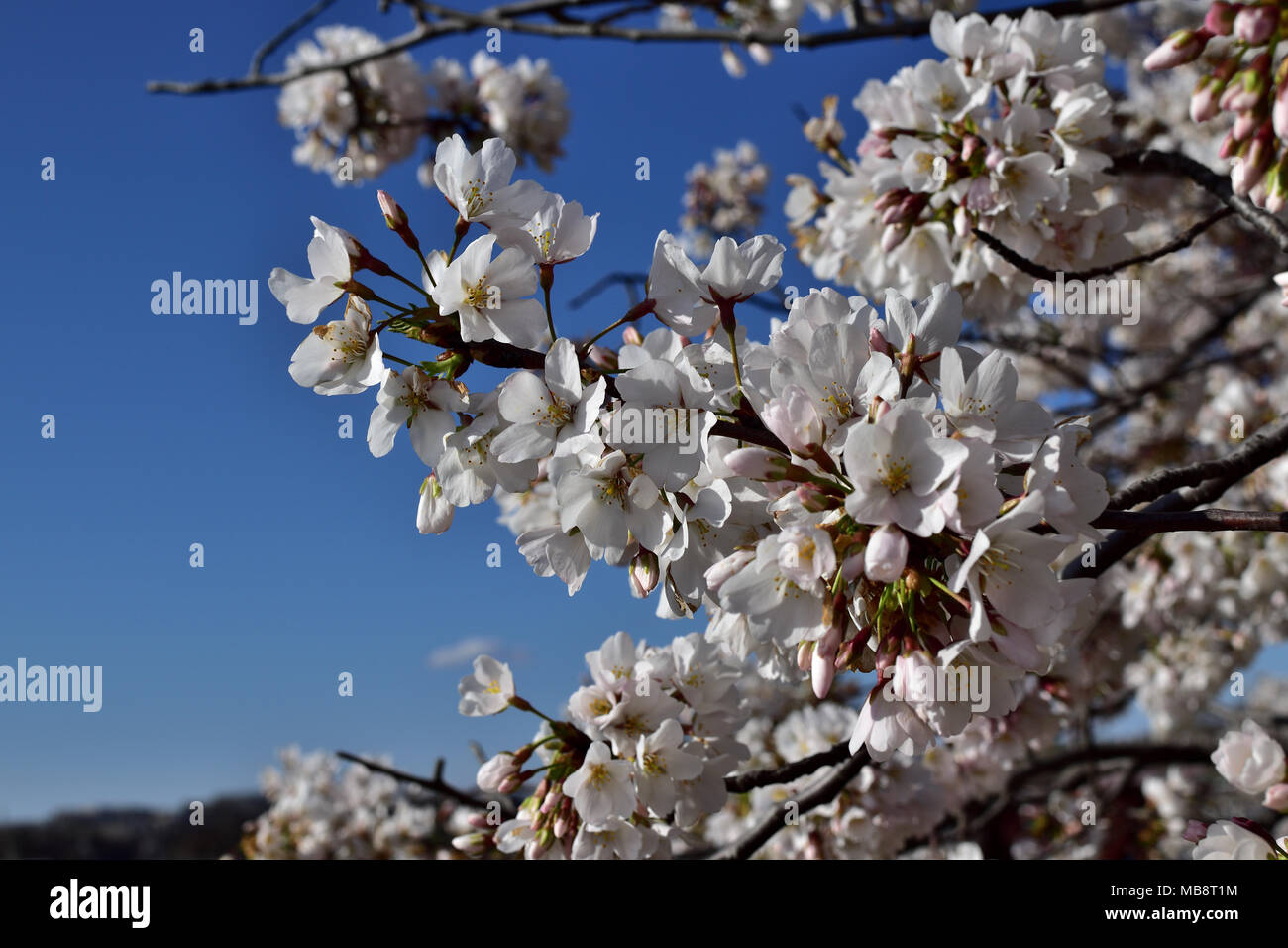 Frühling in der Luft, Cherry Blossom Festival, Washington DC Stockfoto