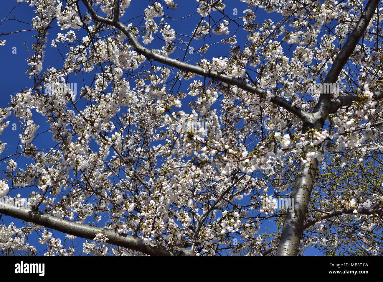 Frühling in der Luft, Cherry Blossom Festival, Washington DC Stockfoto