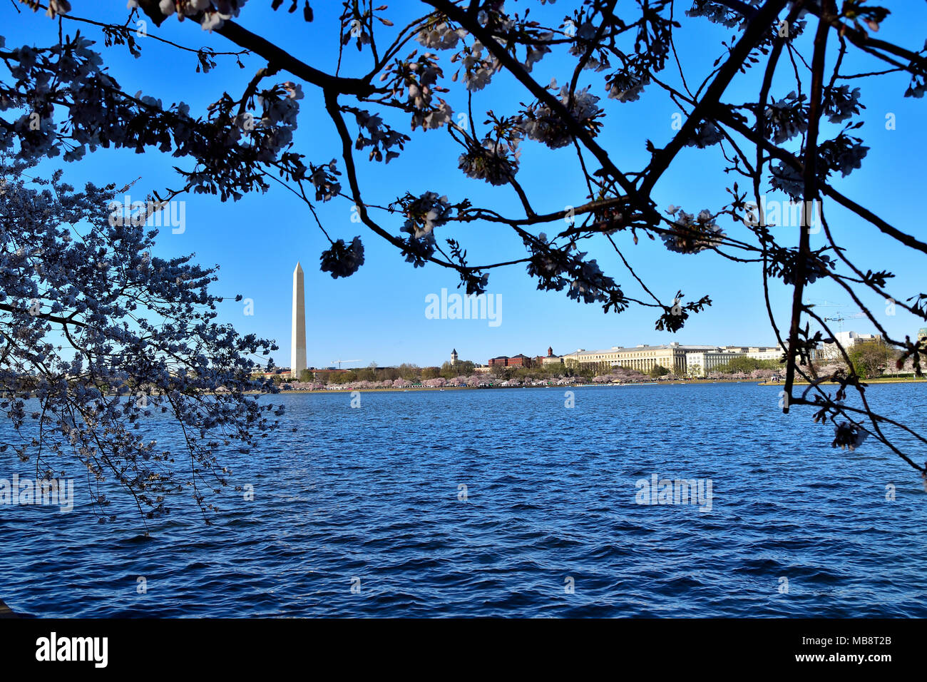 Cherry Festival, Washington DC Stockfoto