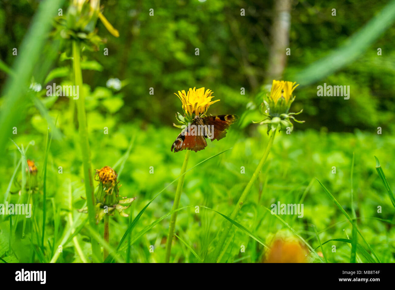 Wandern in den Wäldern in Safenwild, das üppige Grün bläst sie weg... Stockfoto