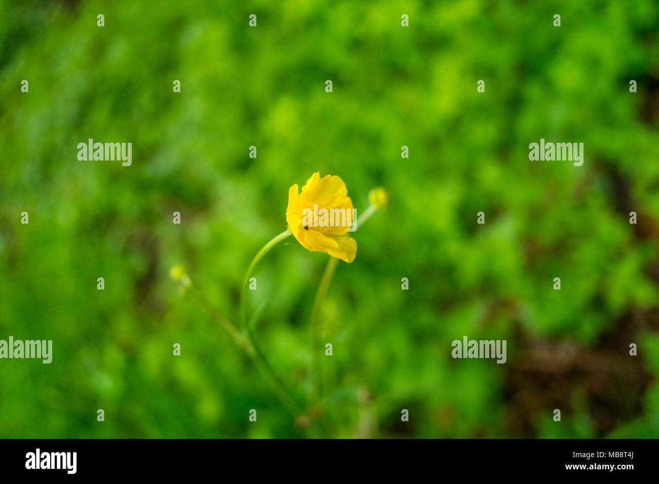 Wandern in den Wäldern in Safenwild, das üppige Grün bläst sie weg... Stockfoto