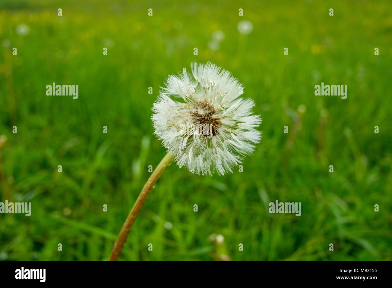Wandern in den Wäldern in Safenwild, das üppige Grün bläst sie weg... Stockfoto