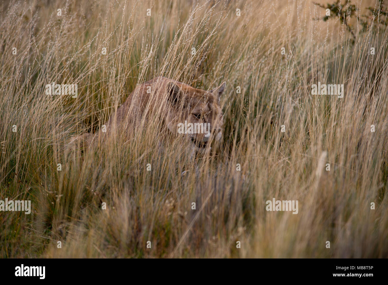 Erwachsene Frau patagonischen Puma sitzt tief im hohen Gras, wie Sie potentielle Beute pirscht. Stockfoto