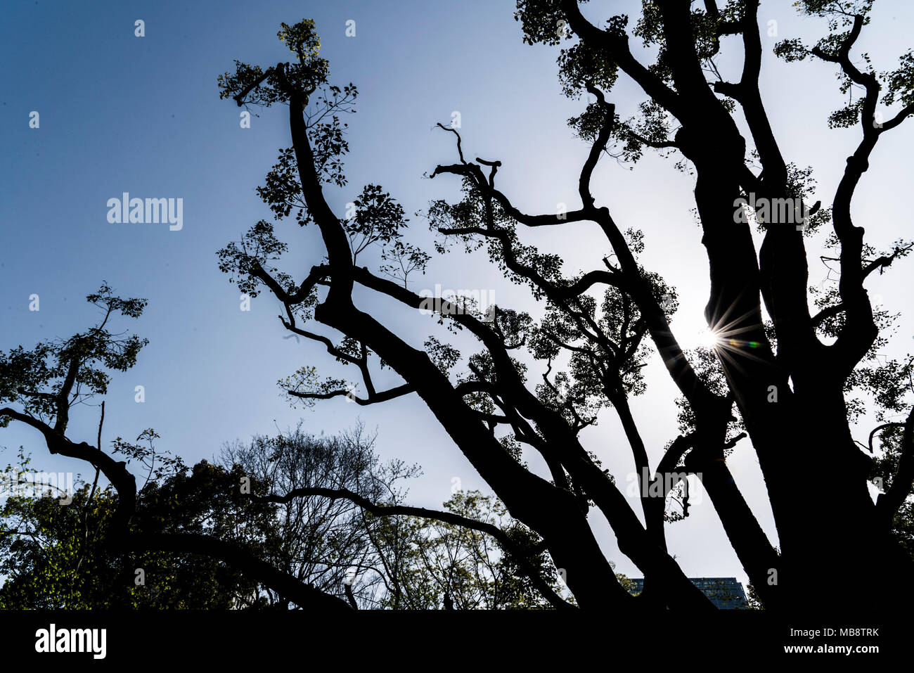 Silhouette von Kampfer Baum, Hibiya Park, Tokio, Tokyo, Japan Stockfoto