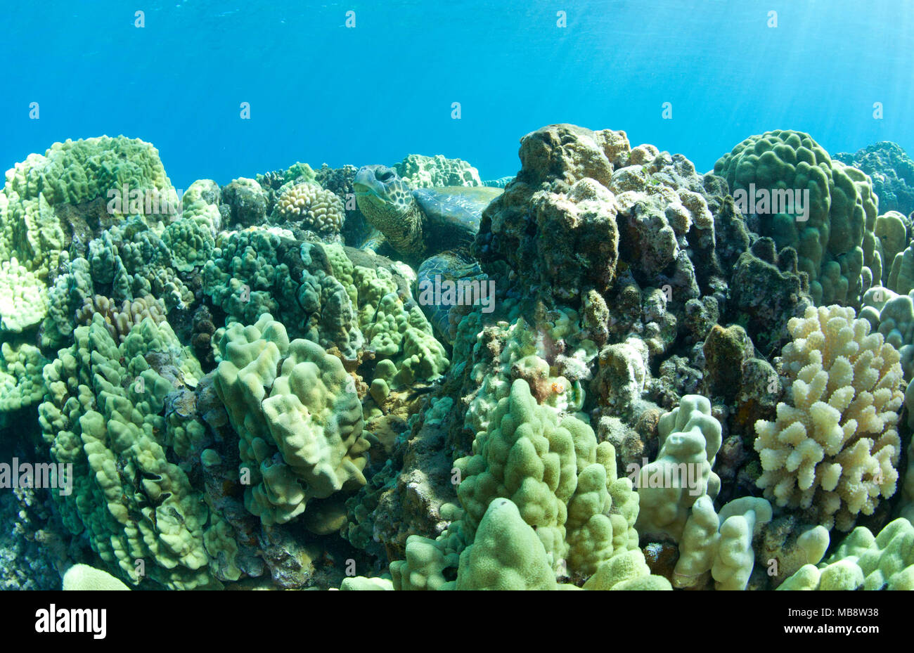 Coral Bett mit grünen Meeresschildkröte kaum in Lahaina, Maui, Hawaii sichtbar. Stockfoto