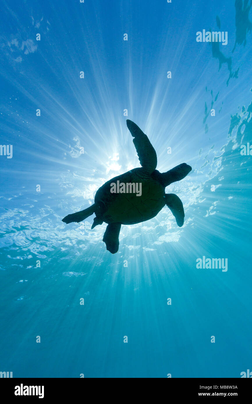 Grüne Meeresschildkröte und Sonnenstrahlen. Stockfoto