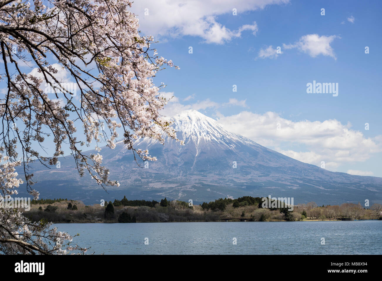 Kirschblüten und Mt. Fuji Stockfoto
