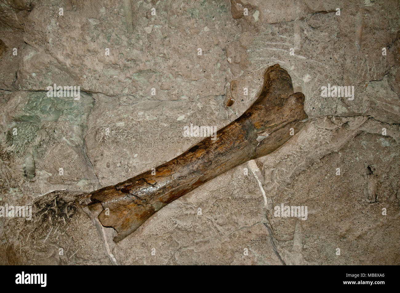 Hohl Dinosaurierknochen Fossil aus der oberen Jurassic Morrison Formation auf Anzeige im Steinbruch Ausstellungshalle im Dinosaur National Monument, Utah Stockfoto