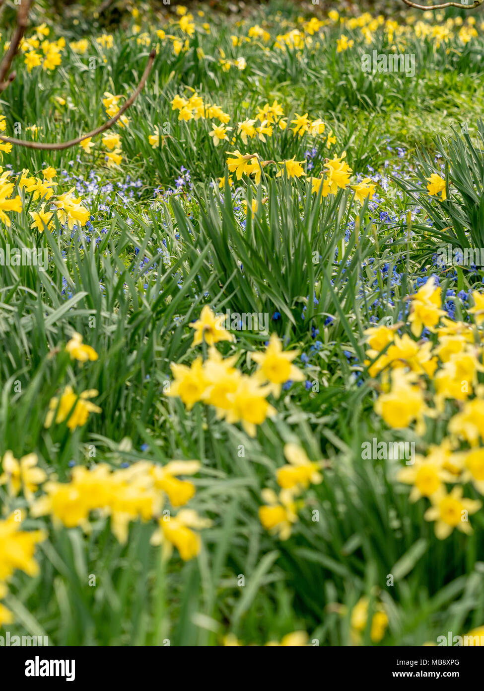 Narzissen und Glockenblumen wächst wild in das Waldgebiet. Stockfoto