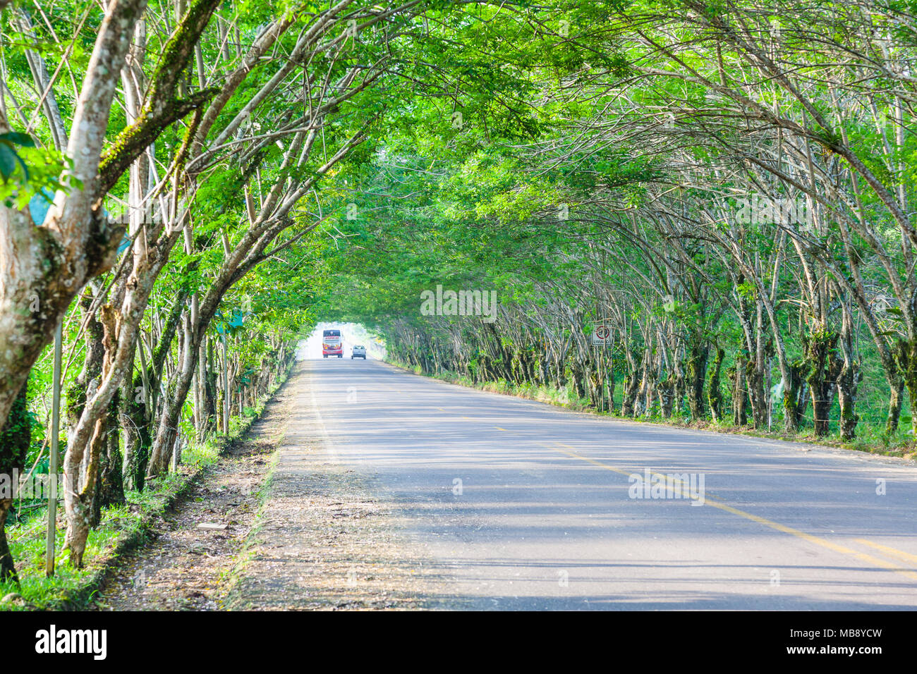 Tunnel durch Bäume auf der Straße gebildet Stockfoto