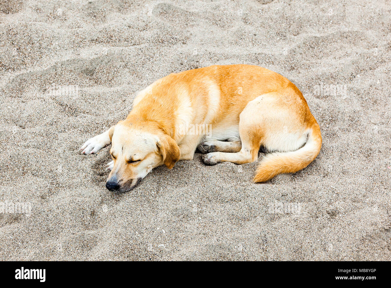 Mongrel Hund stray blond, Liegen am Strand sand Stockfoto