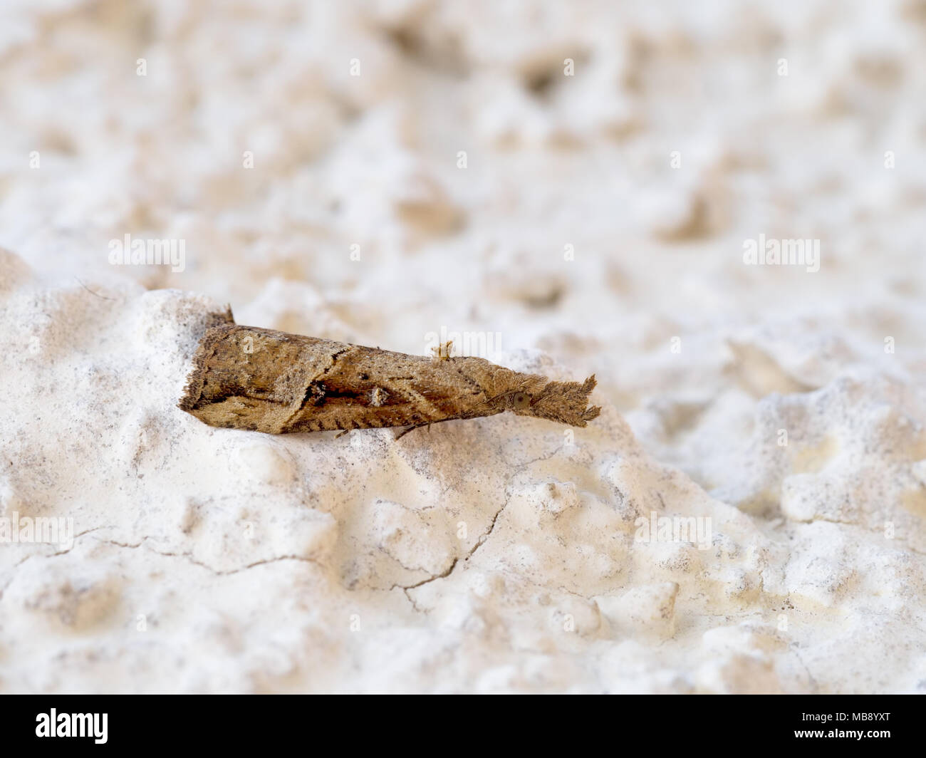 Hypena rostralis, knöpfbare Schnauze Motte, Makro. Italien, April 2018. Stockfoto