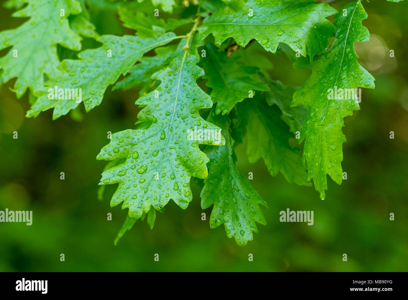 Schöne grüne Eichenlaub in einem Wald im Frühling Stockfoto