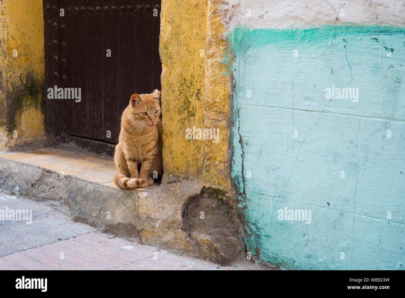 Eine gelbe Katze vor der gelben wand Stockfoto