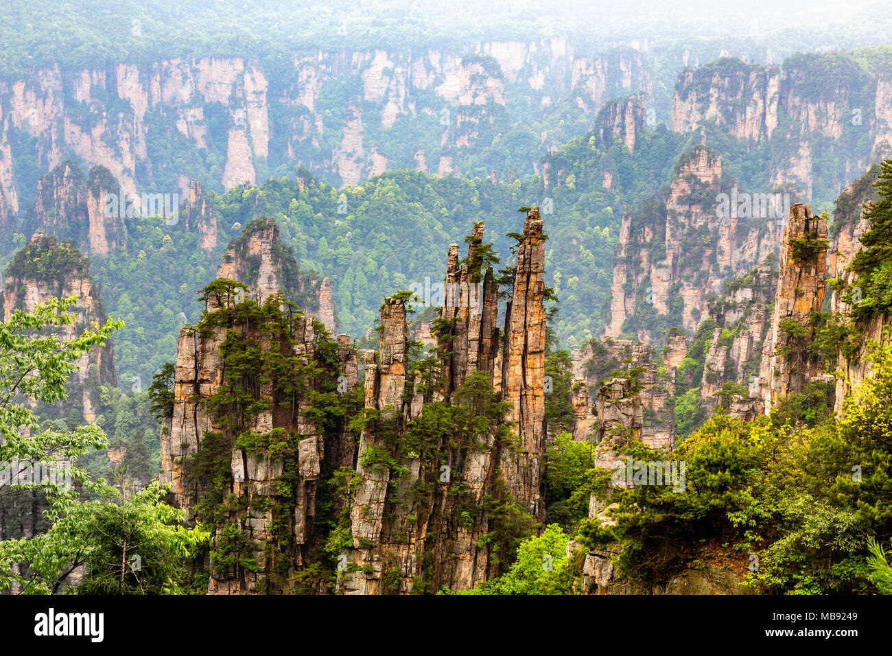 Quarzit Sandstein Säulen und Gipfel mit grünen Bäume und Berge Panorama, Zhangjiajie National Forest Park, Hunan Province, China Stockfoto